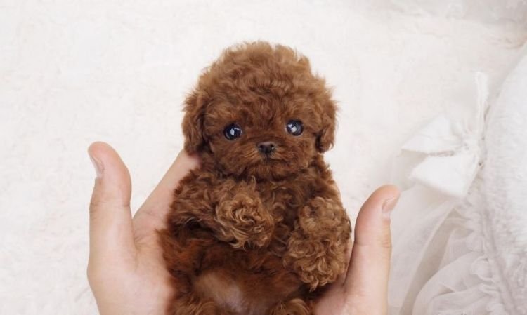 Discover a complete guide to Tea Cup Poodle, Labrador in Dubai, and Golden Retriever puppies. Learn about traits, care tips, and how to choose the right dog for your lifestyle in the Gulf region.